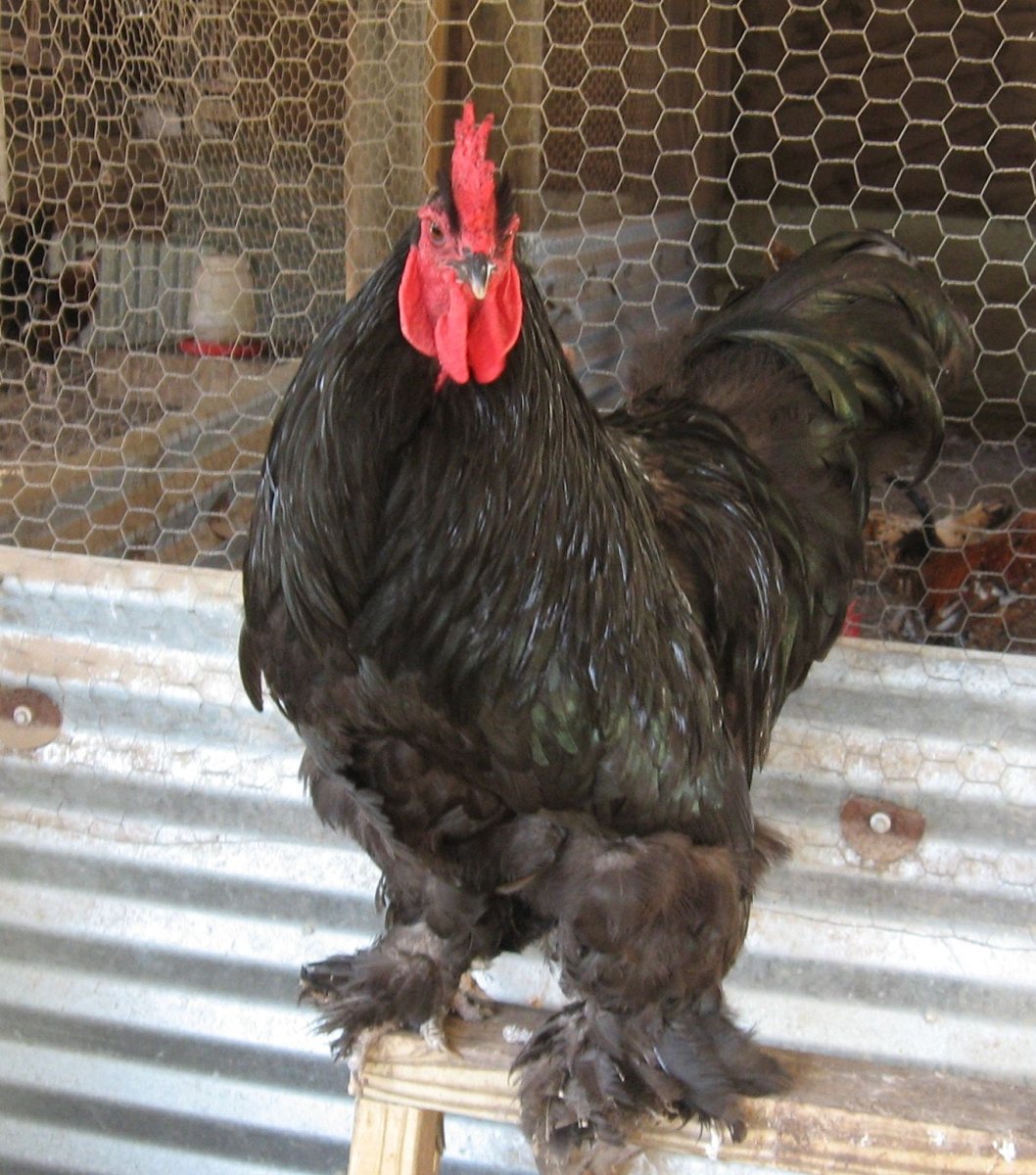 Петух с мохнатыми лапами