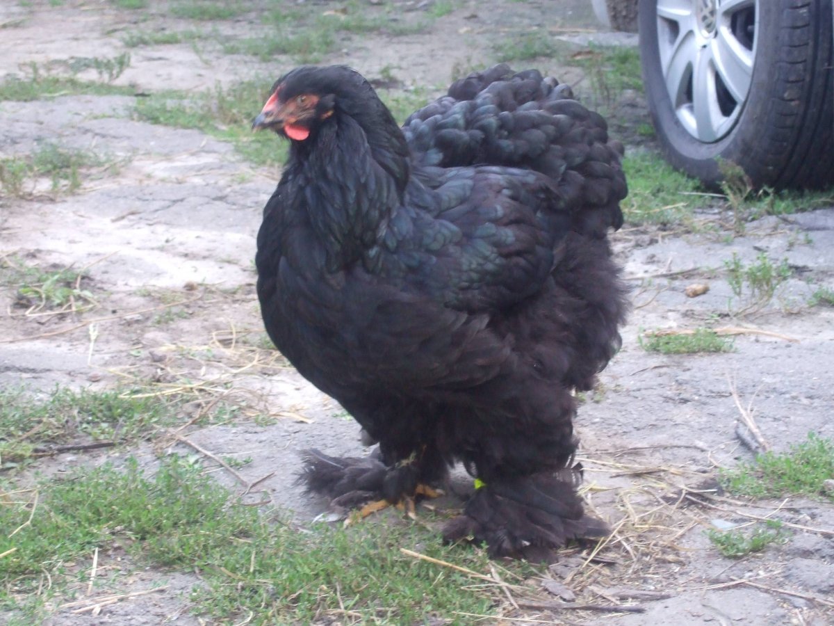 Кохинхины куры