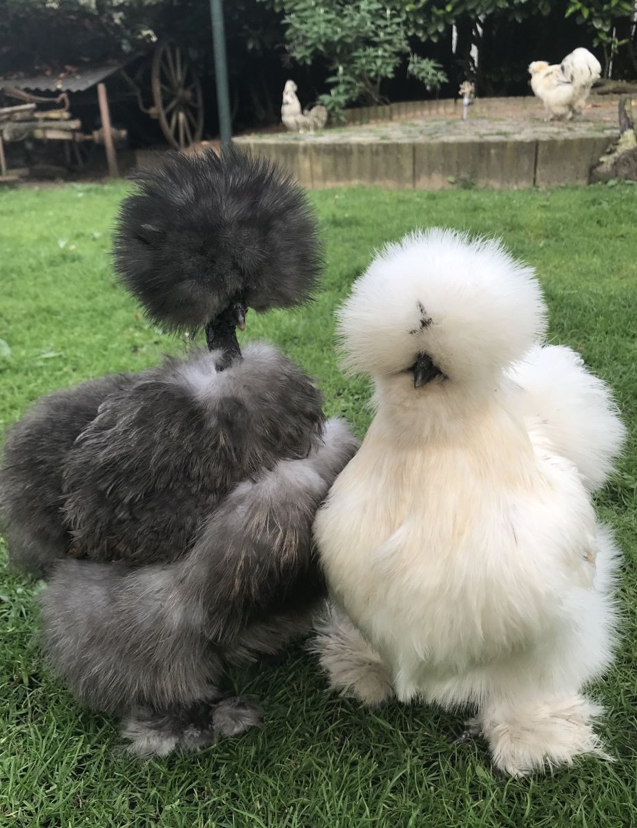 Китайская шелковая (Silkie Bantam)