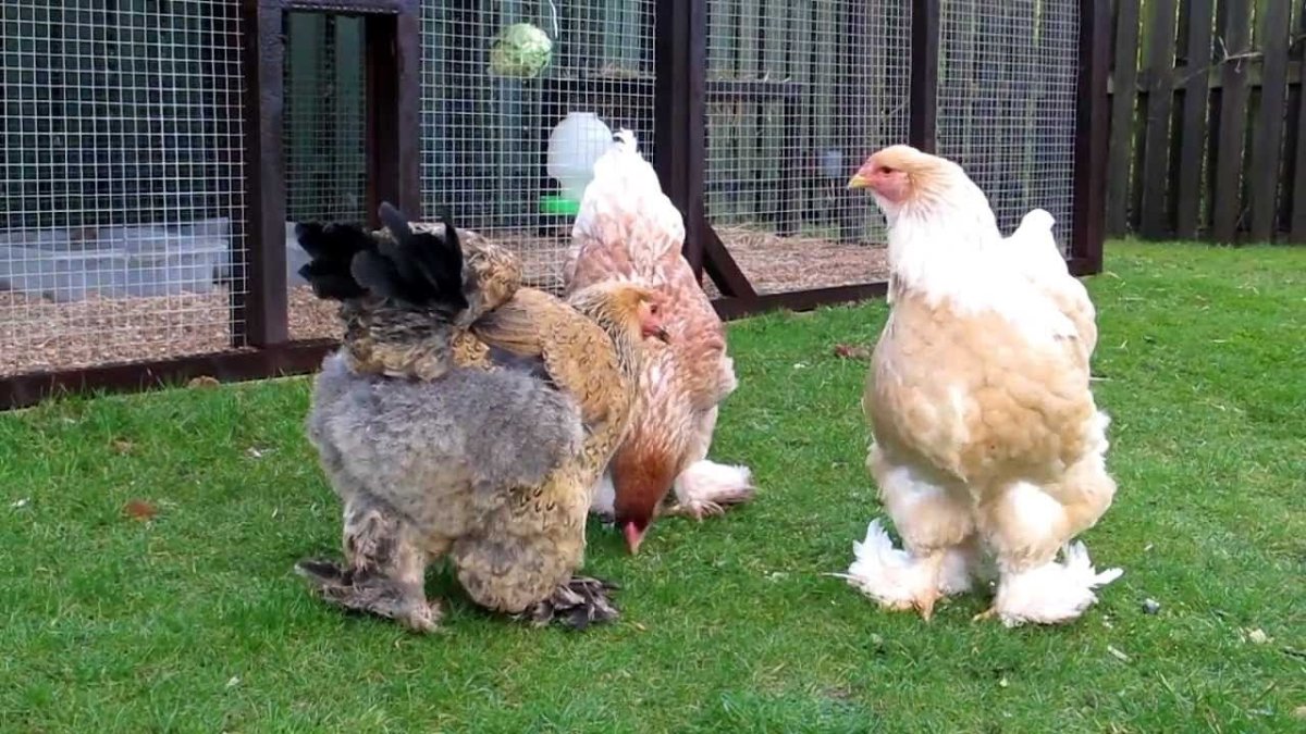 Брама Орпингтон и кохинхин