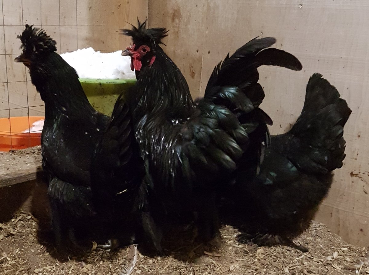 Куры Сибирская мохноножка