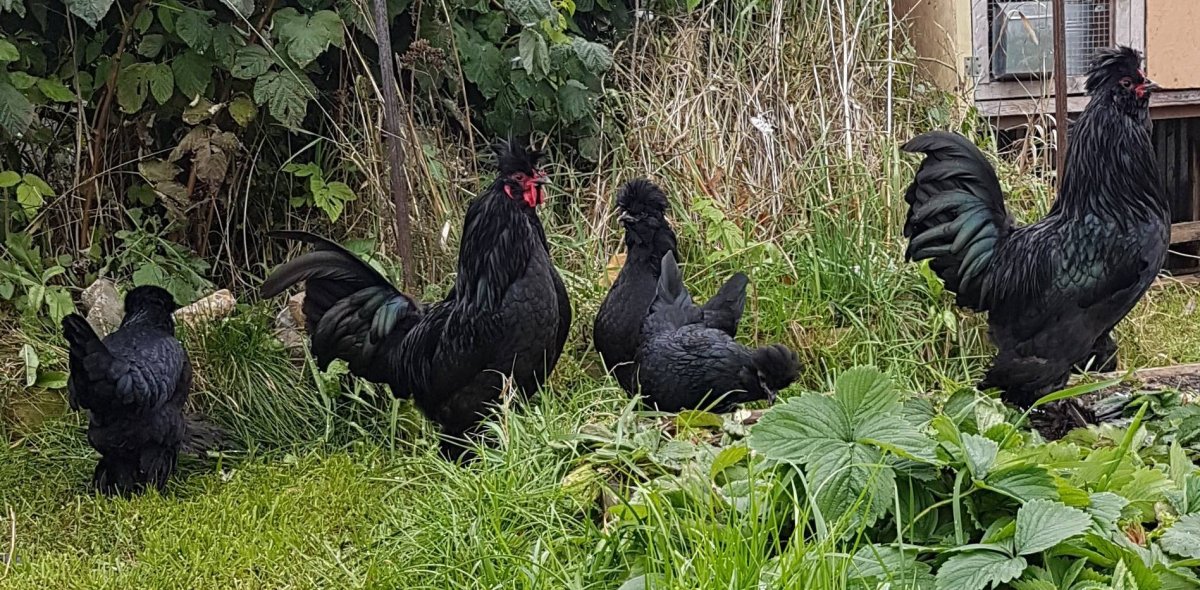 Сибирская мохноножка порода кур