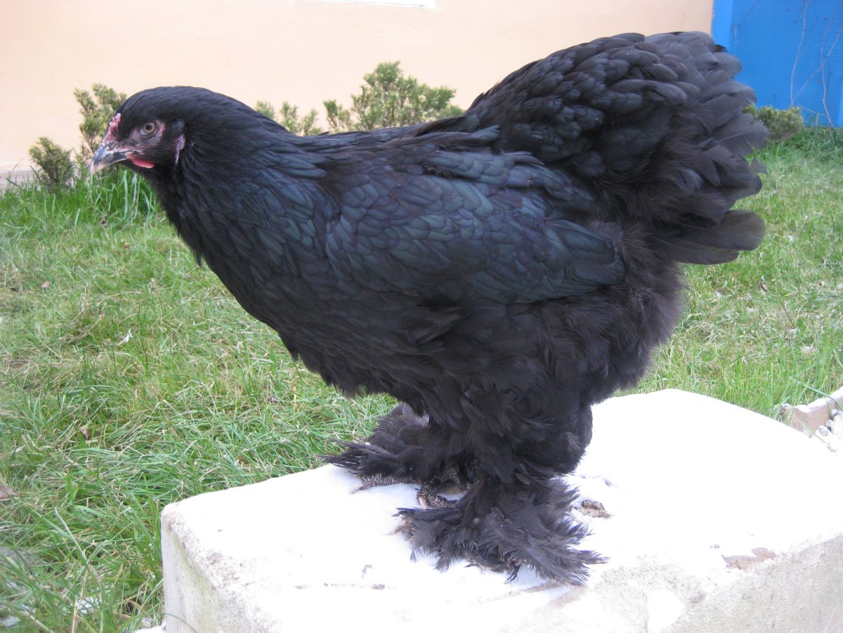Брама черная порода кур