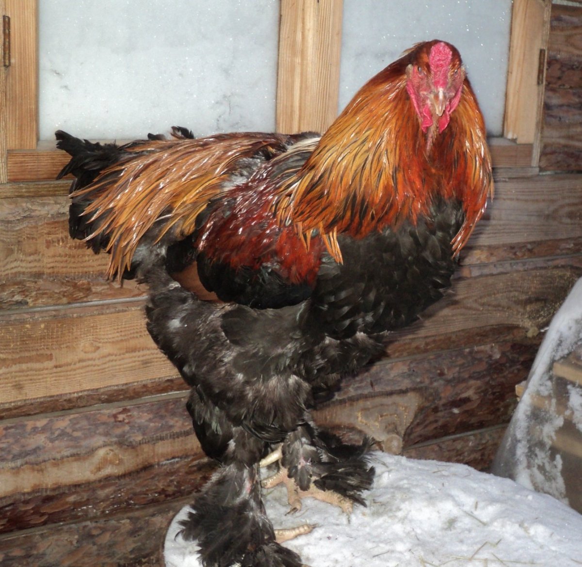 Брама хохлатая лохмоногая