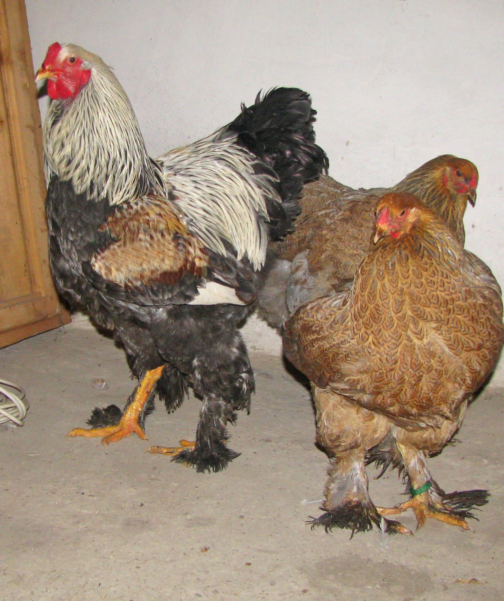 Брама хохлатая лохмоногая