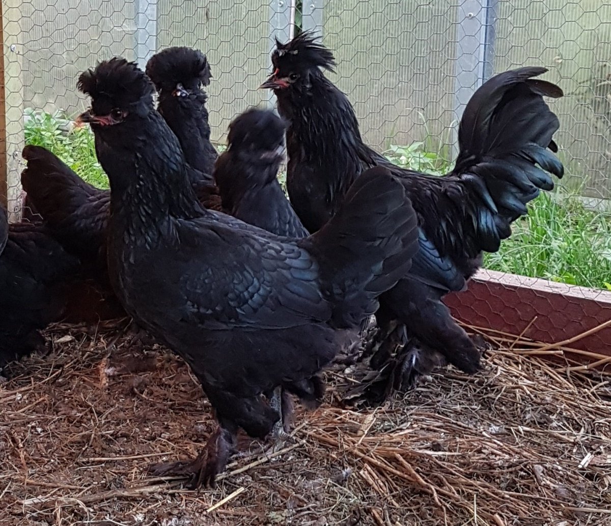 Сибирская хохлатая мохноножка