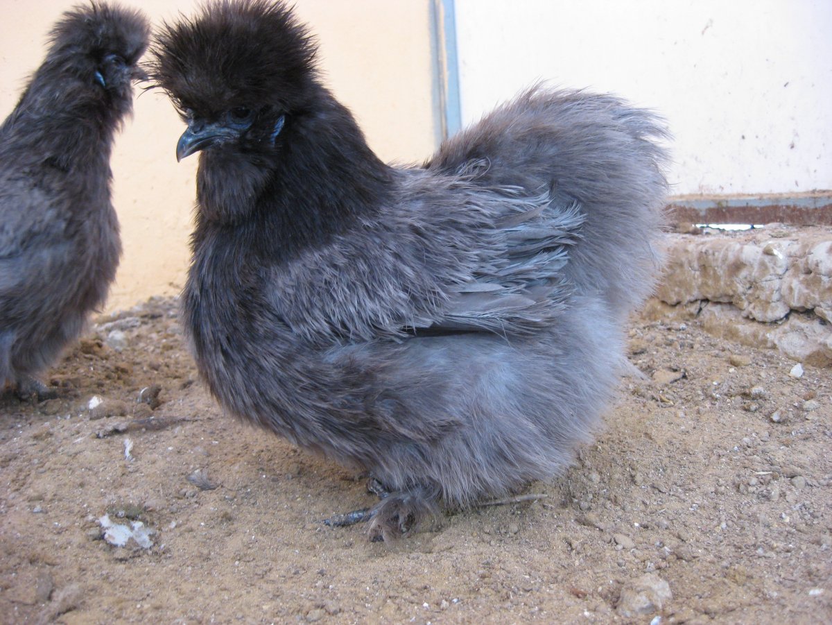 Голландские хохлатые куры