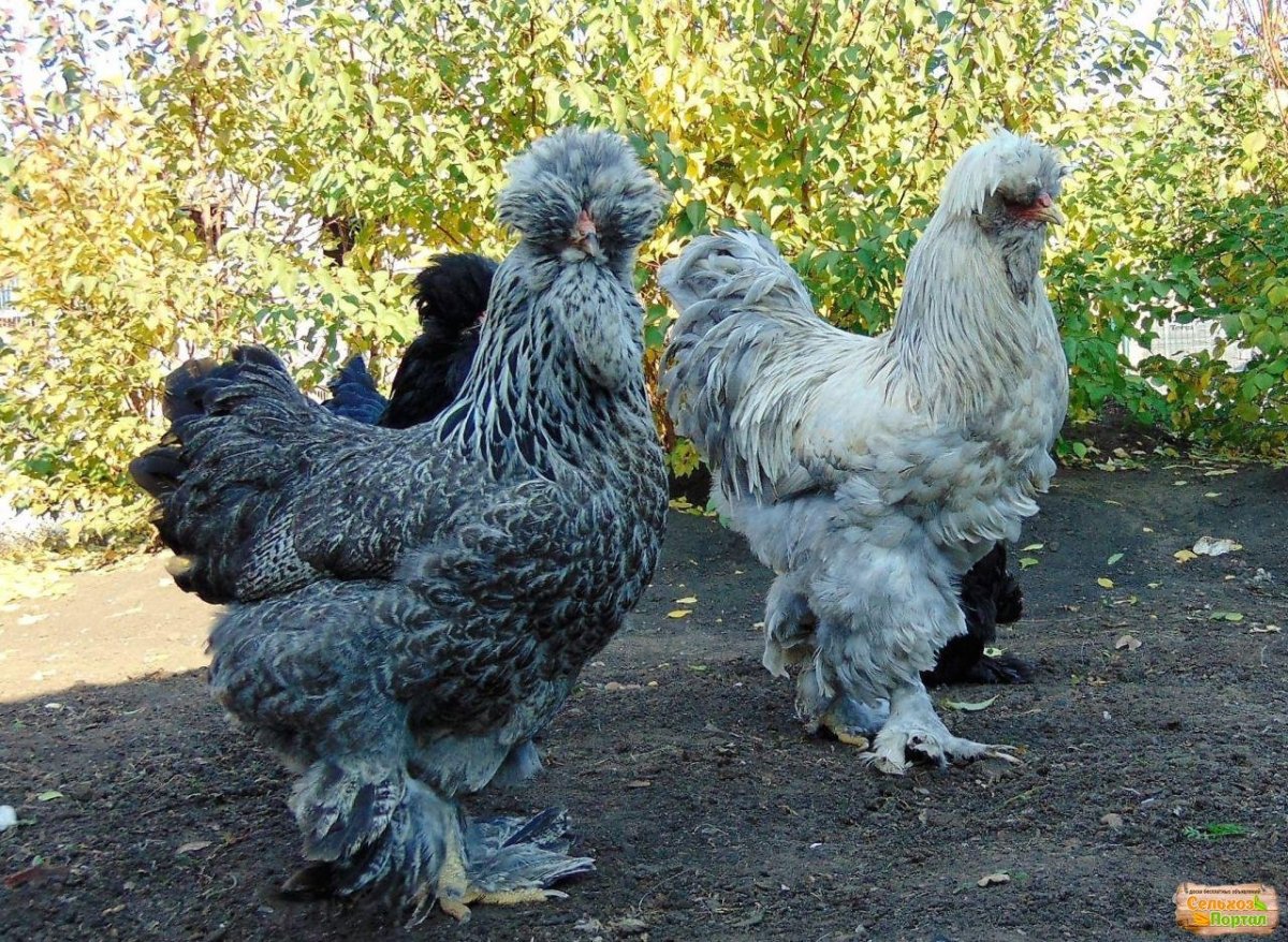 Брама кохинхин