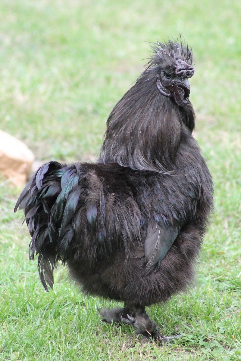 Китайская шелковая Брама