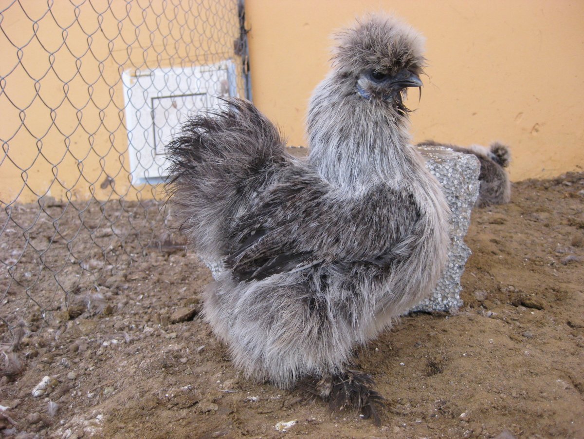 КША порода кур