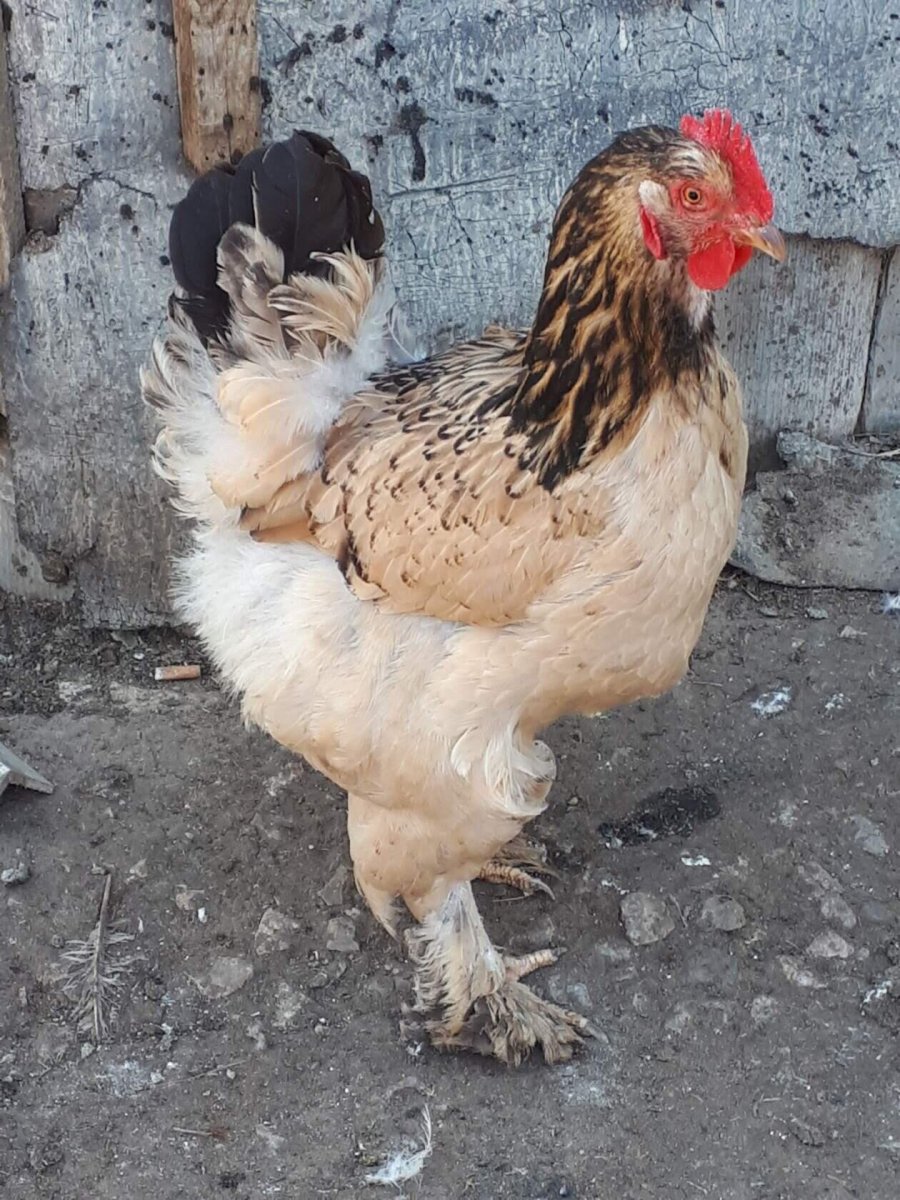 Хохлатые куры Брама