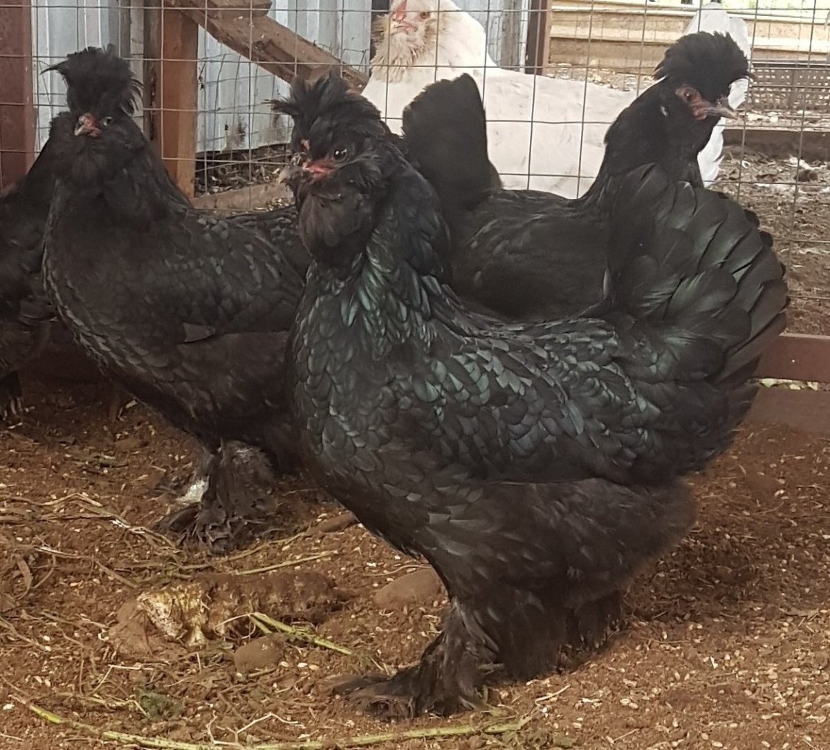 Куры Сибирская мохноножка