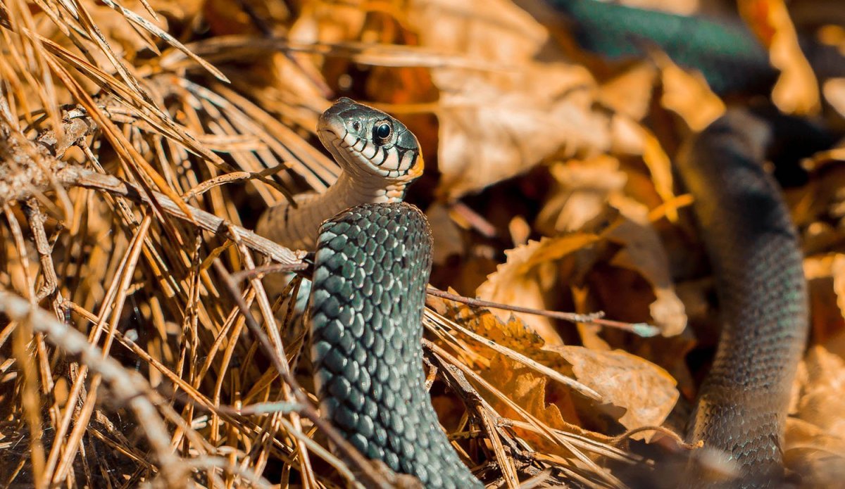 Анатолийская гадюка