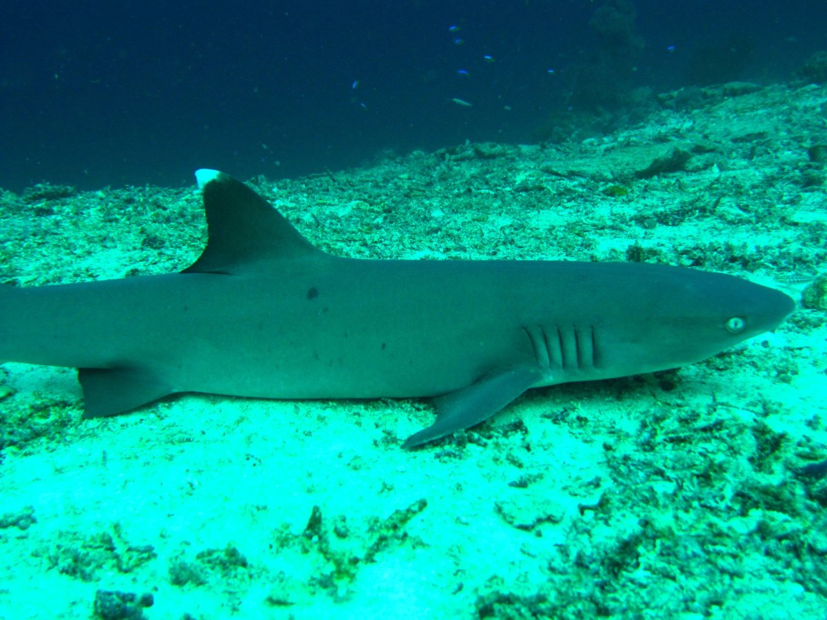 Речная акула Борнео