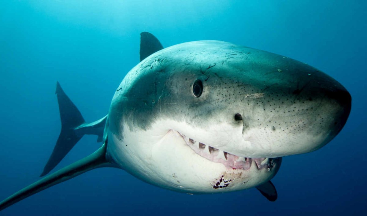 Добрая акула