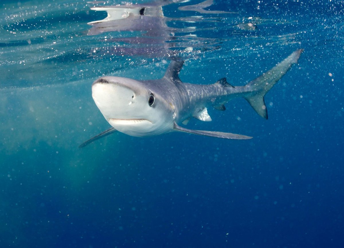 Карликовая колючая акула