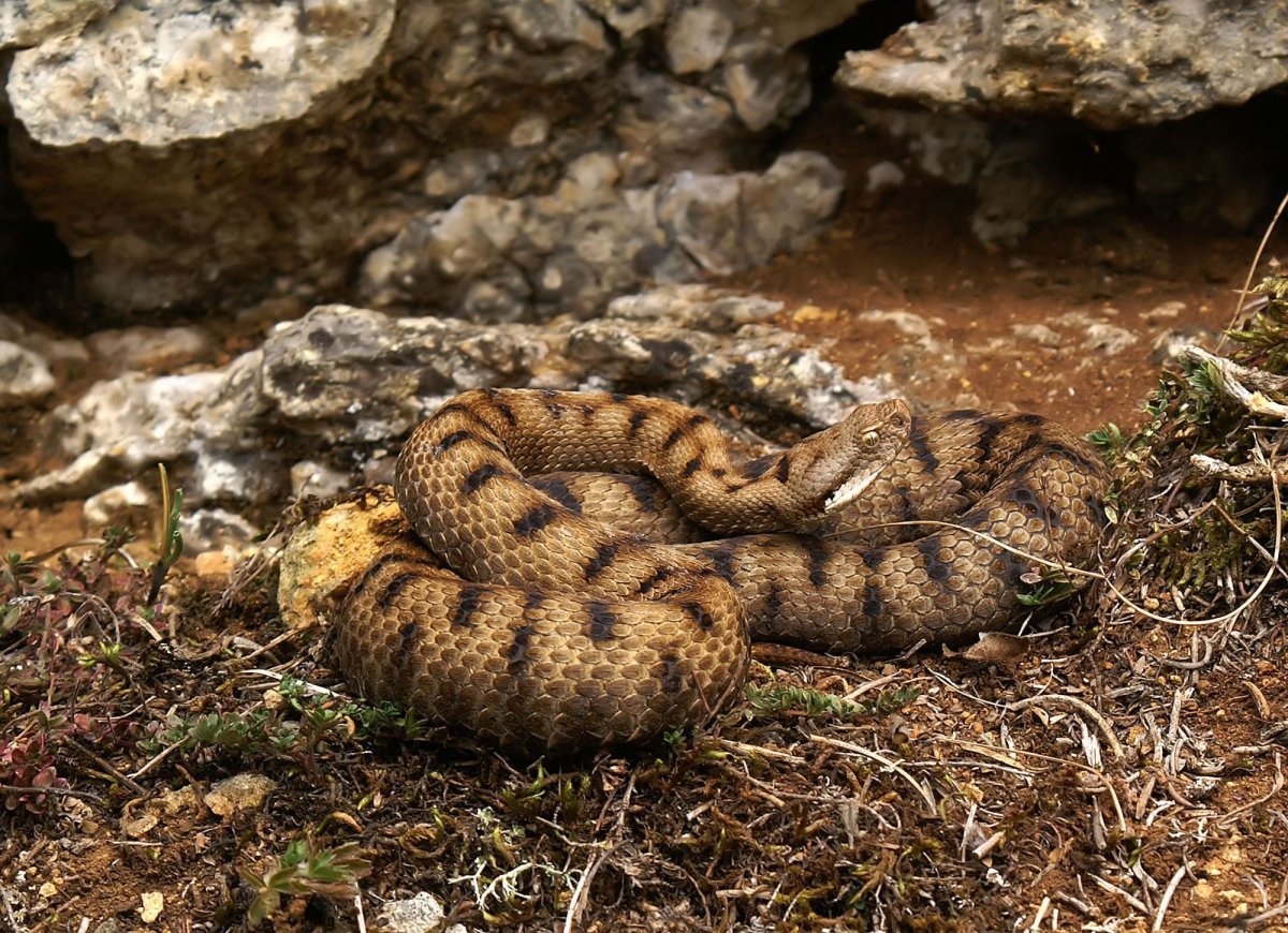 Гадюка армянская (Vipera xanthina)