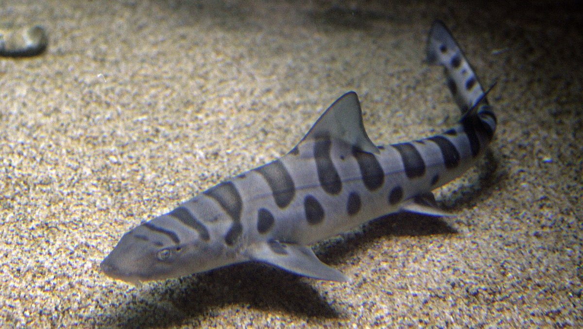 Пятнистая акула Зебра