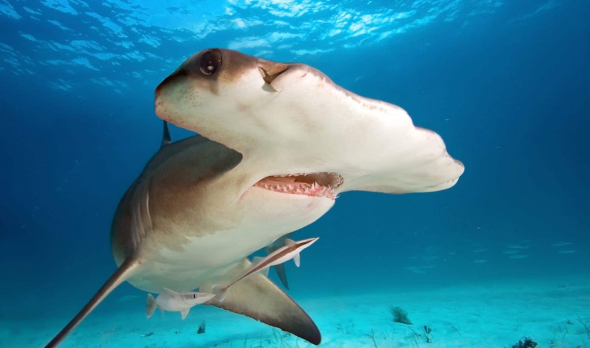 Акула ест морского котика