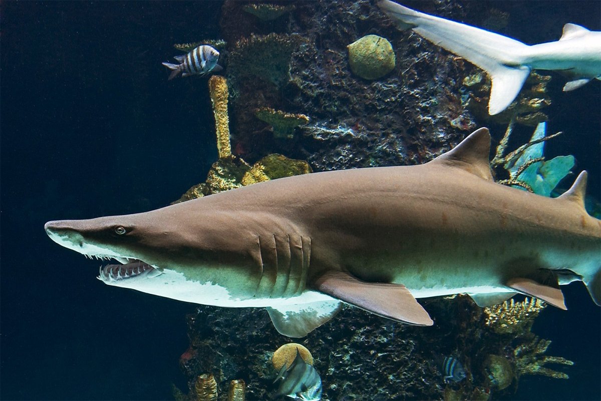 Домашняя акула