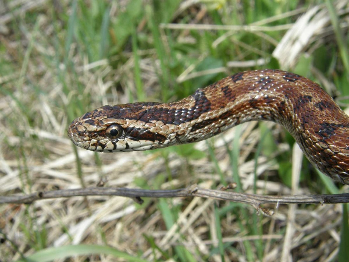 Щитомордник змея Дальневосточный