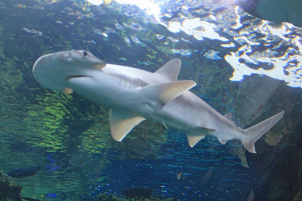 Bonnethead Shark