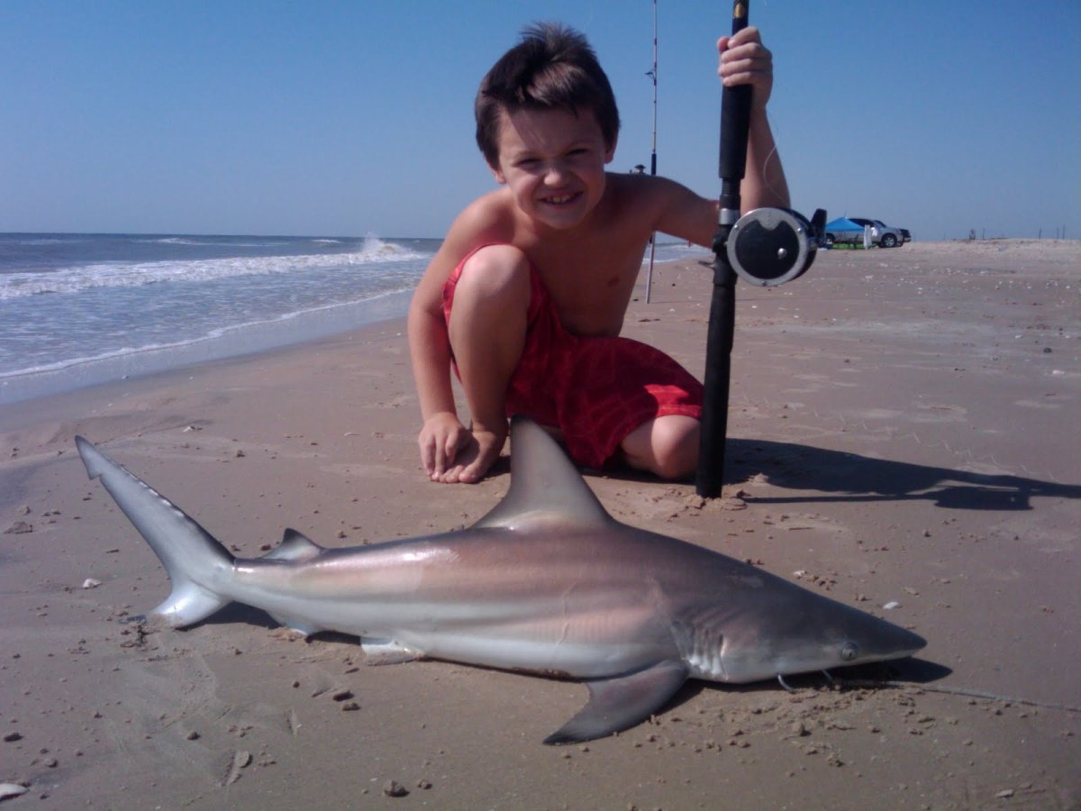 Акула и дайвер