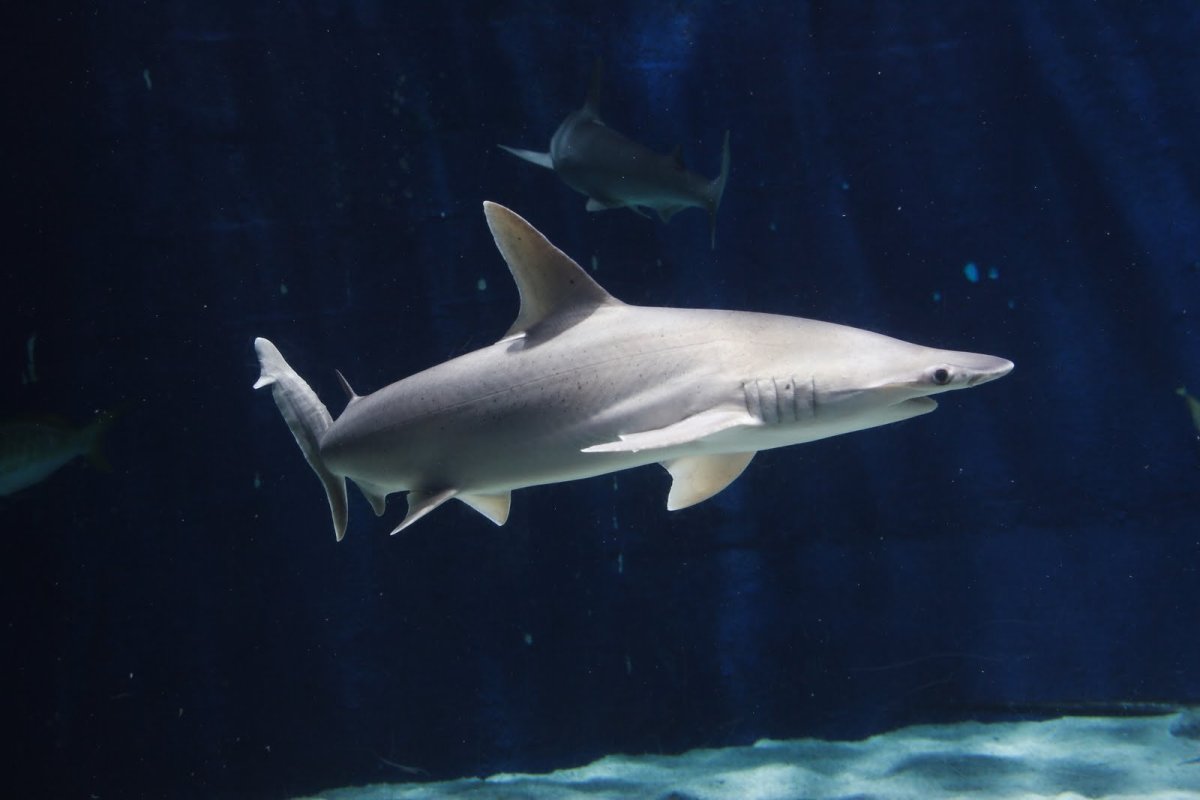 Рифовая аквариумная акула