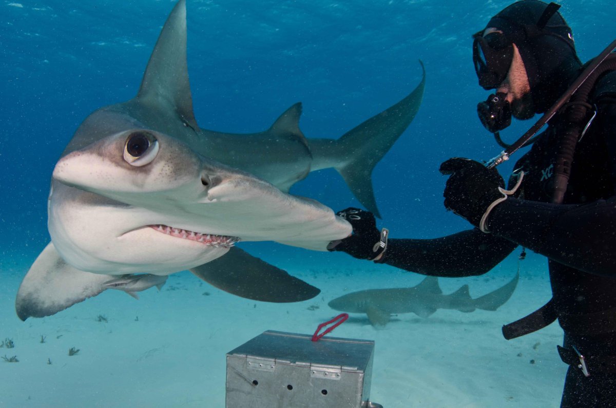 Гигантская молотоголовая акула