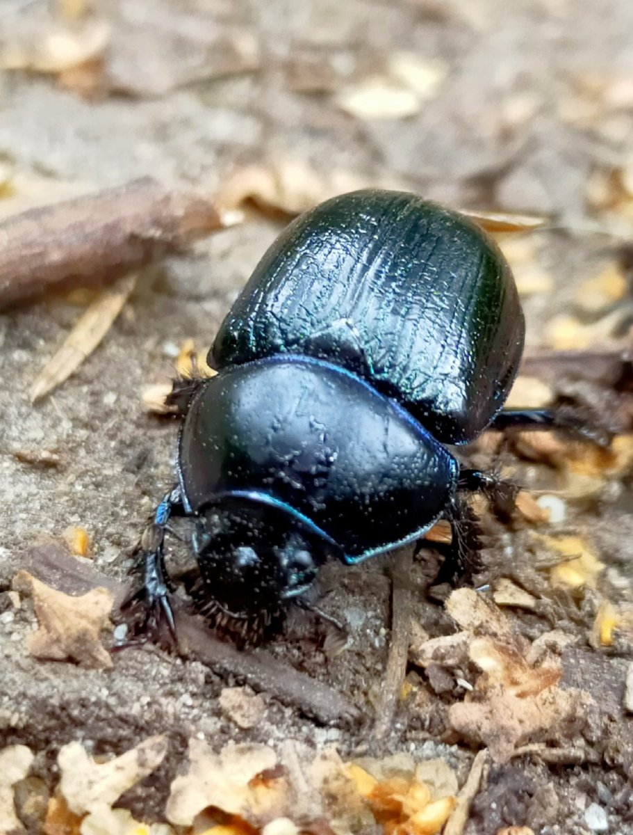 Жук навозник Землерой