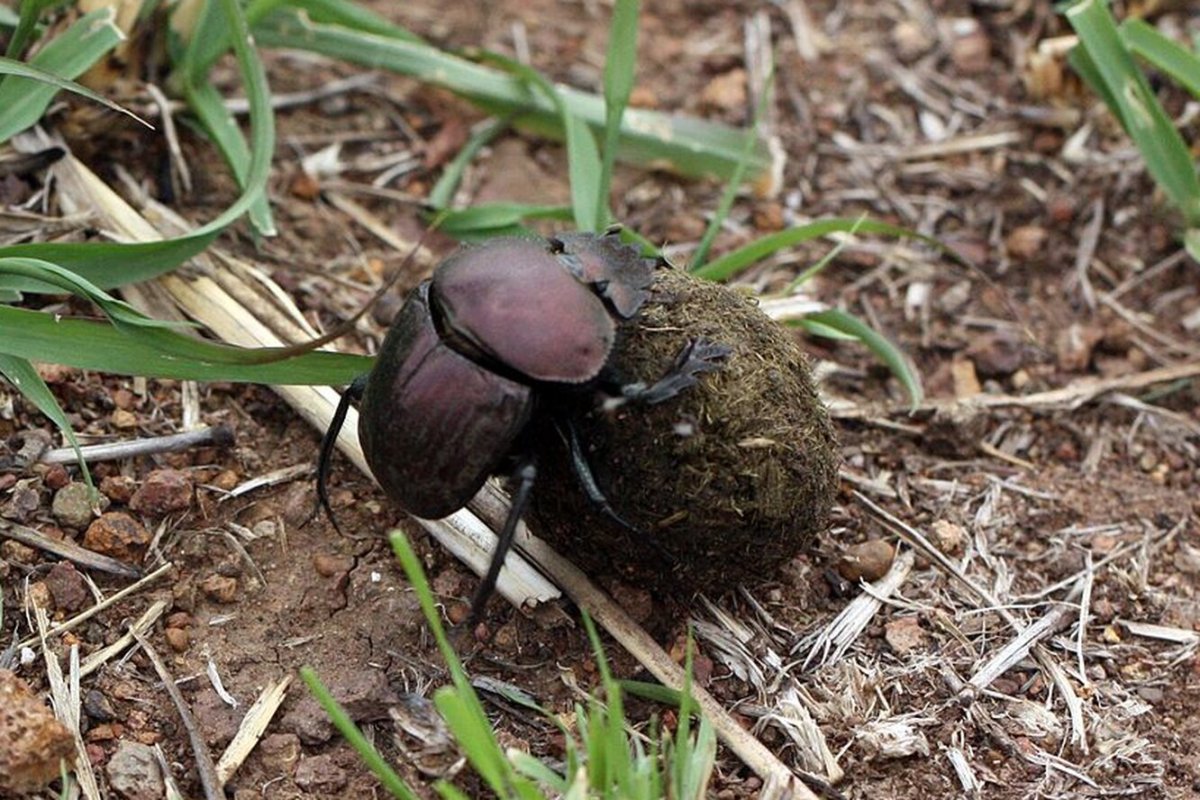 Огромный навозный Жук
