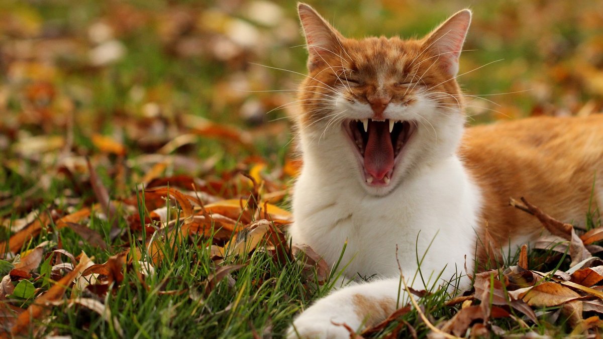 Кот в осенних листьях