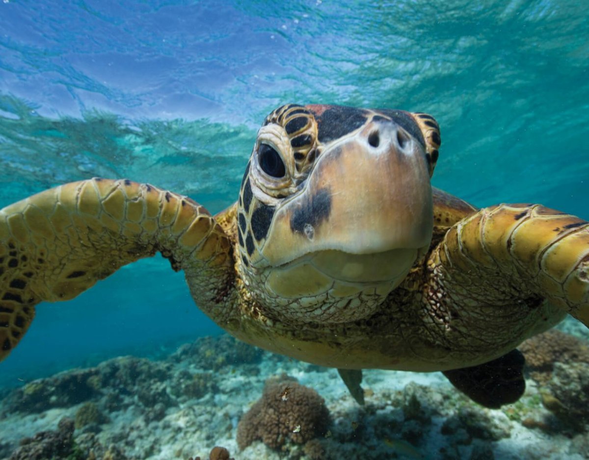 Милая морская черепаха