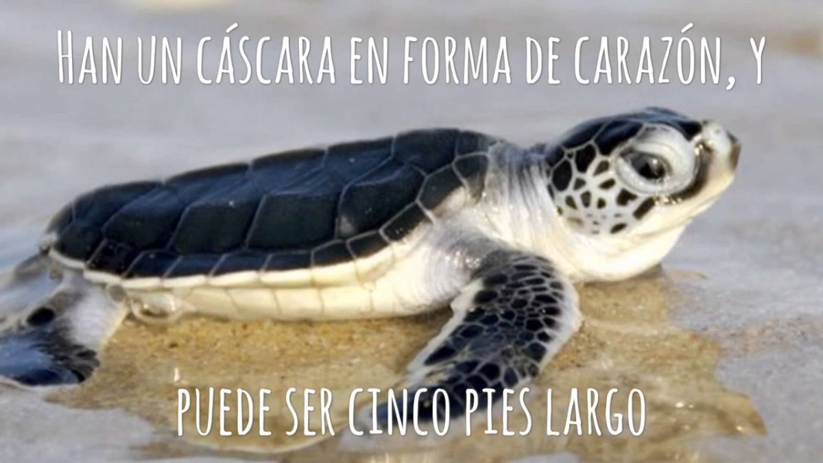 Какуан черепаха морская