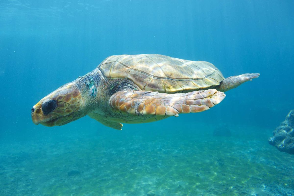 Самая большая морская черепаха в мире