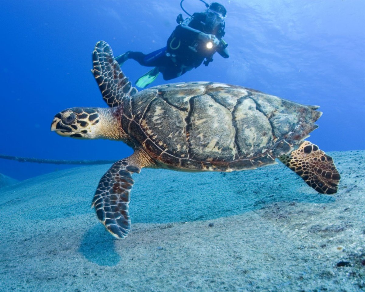 Зеленая морская черепаха