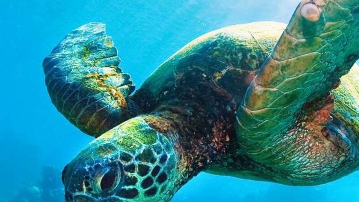 Марса Алам подводный мир