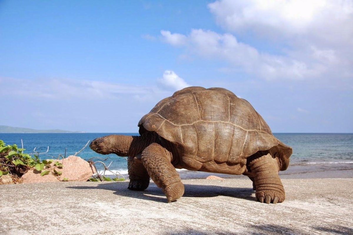 Большой Барьерный риф Австралия черепахи