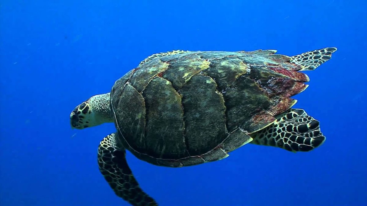 Морская черепаха спереди