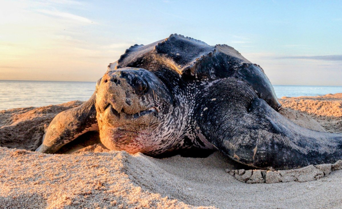 Гигантская кожистая черепаха