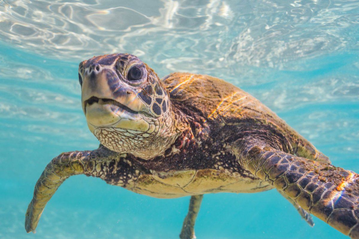 Снорклинг на Занзибаре