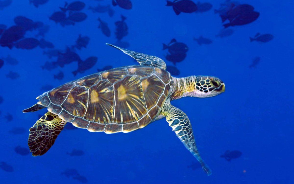 Морская черепаха логгерхед
