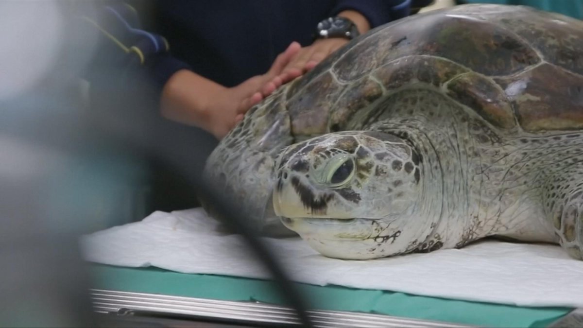 Морская черепаха альбинос