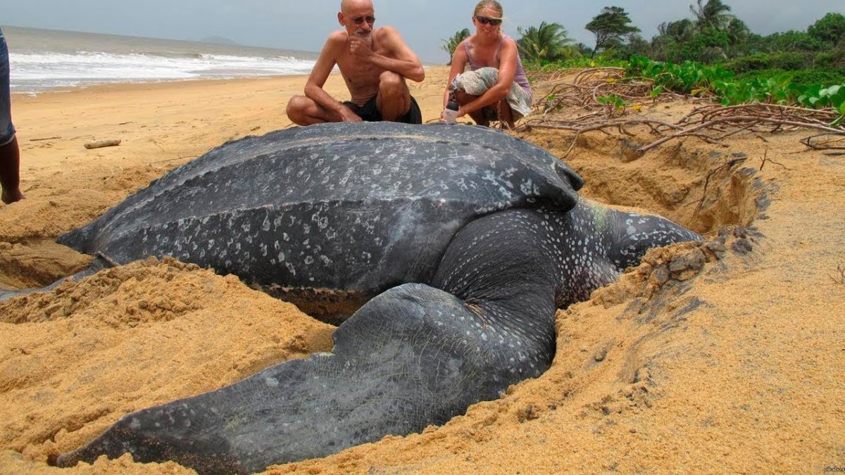 Морские черепахи гиганты