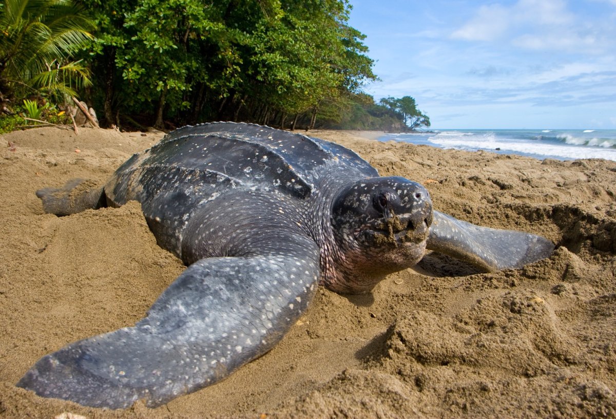Гигантская кожистая черепаха