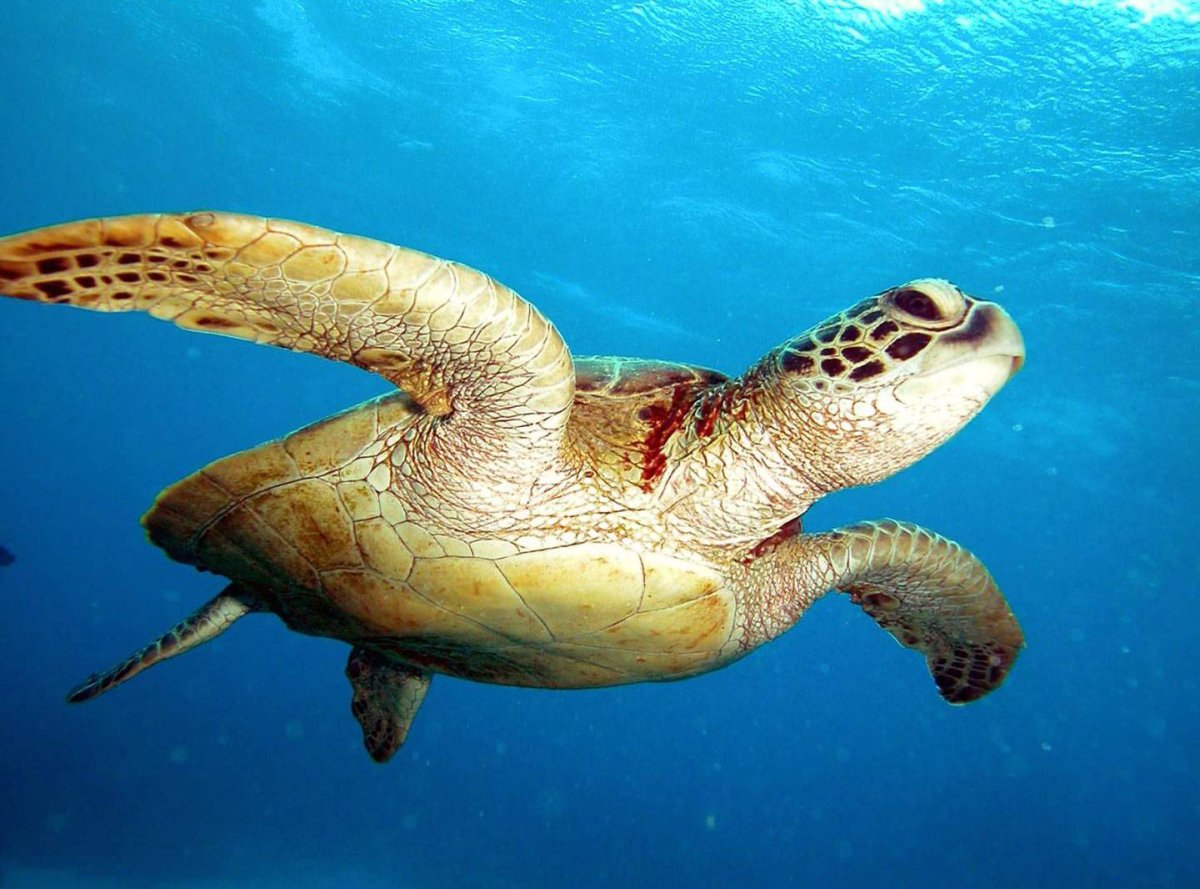 Галапагосские морские черепахи