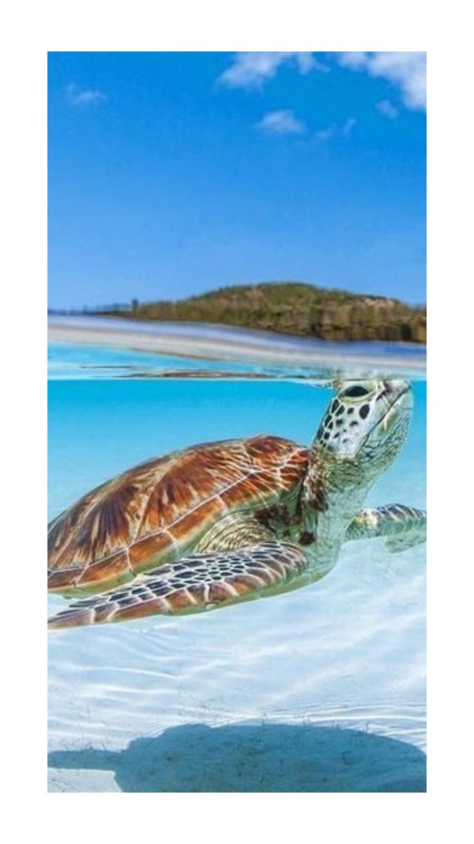 Сейшелы черепахи на пляжах