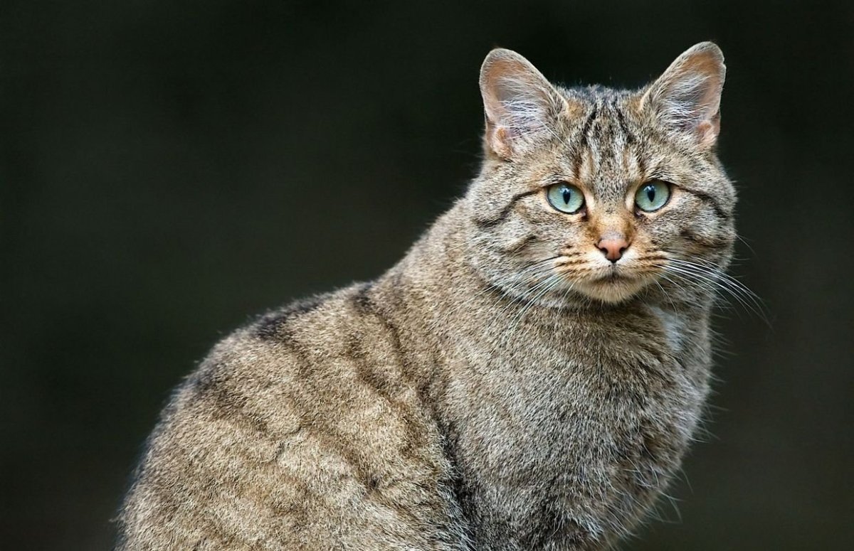 Китайская Гобийская кошка