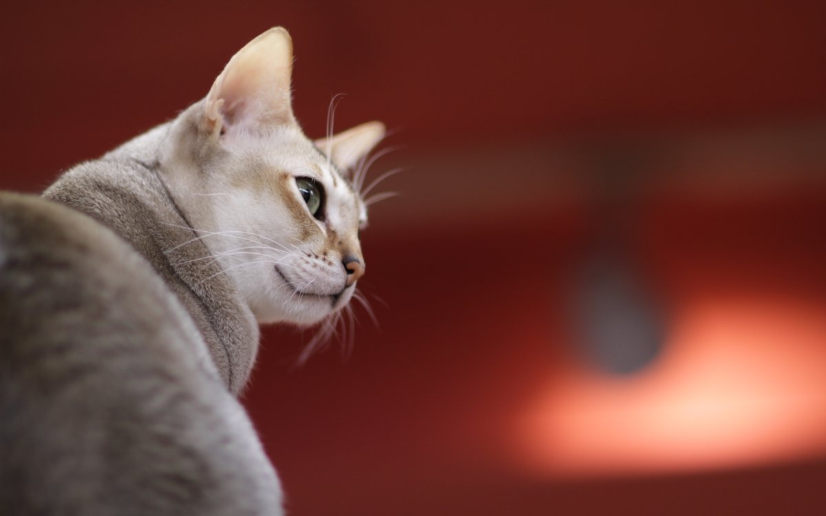 Собака и кошка вместе