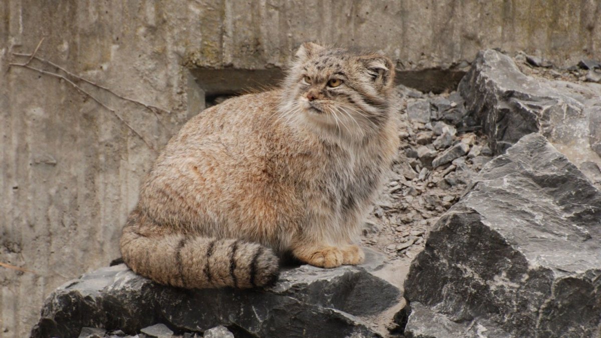 Среднеазиатский Манул